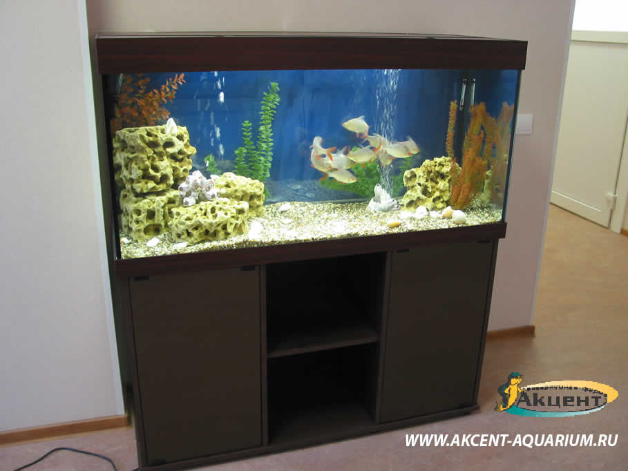 Акцент-аквариум,аквариум 250 литров,в офисе